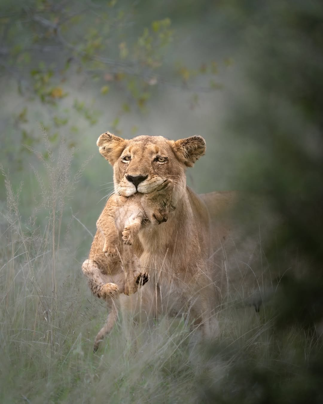 4 Days Tanzania Group Camping Safari