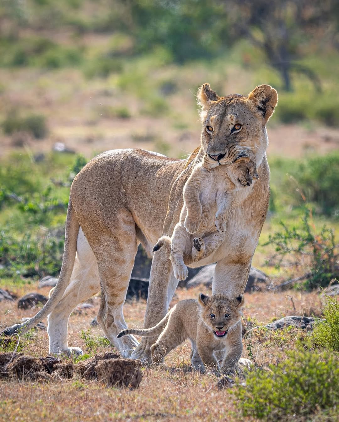 3 Days Best of Tanzania Safari