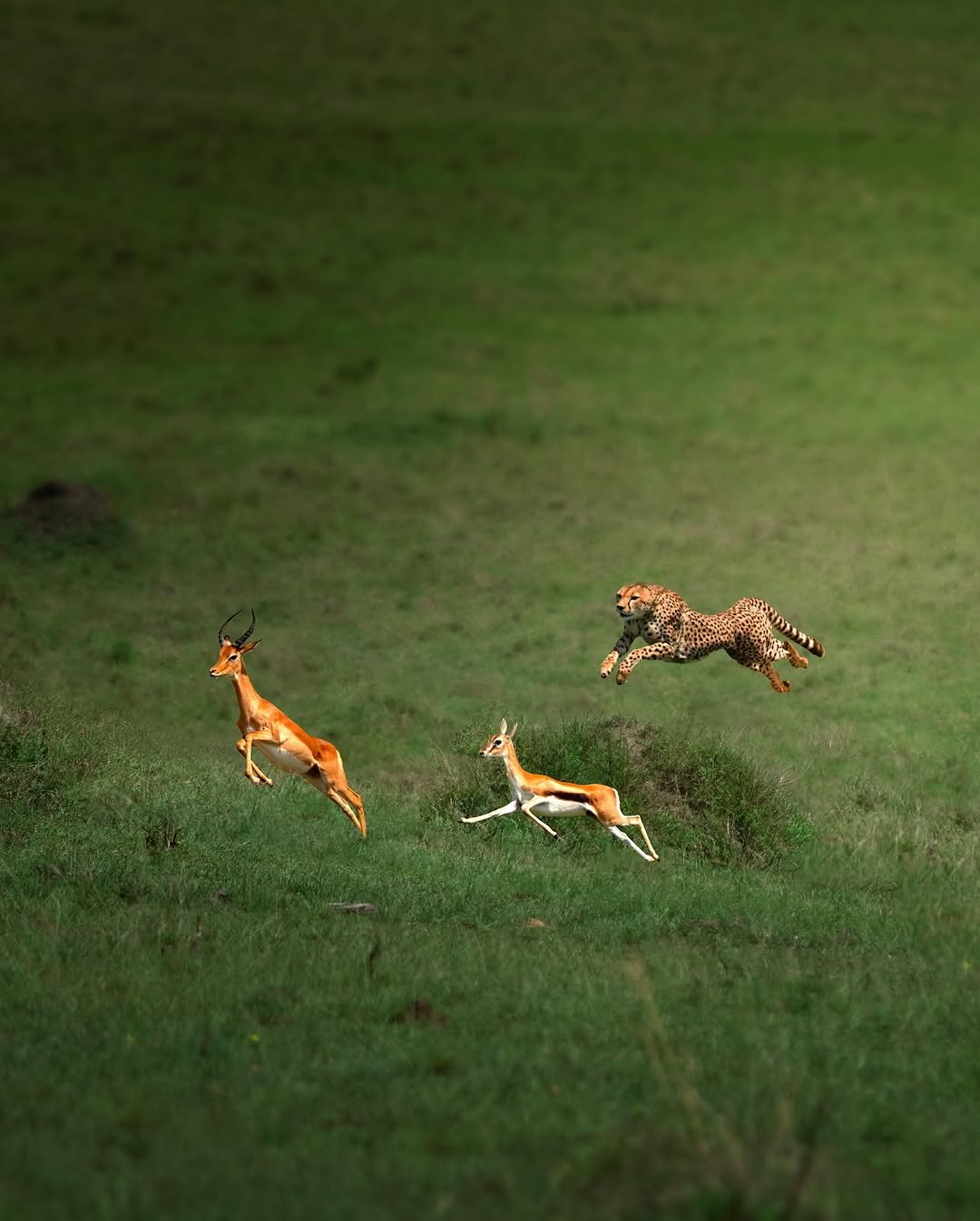 2 Days Tarangire & Ngorongoro Crater Safari