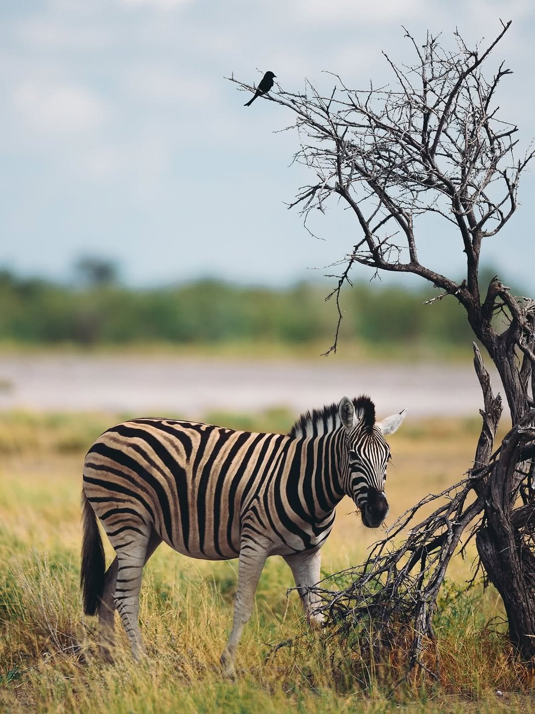 6 Days Tanzania Budget Camping Safari