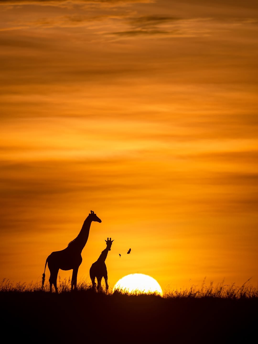 Serengeti National Park Tanzania