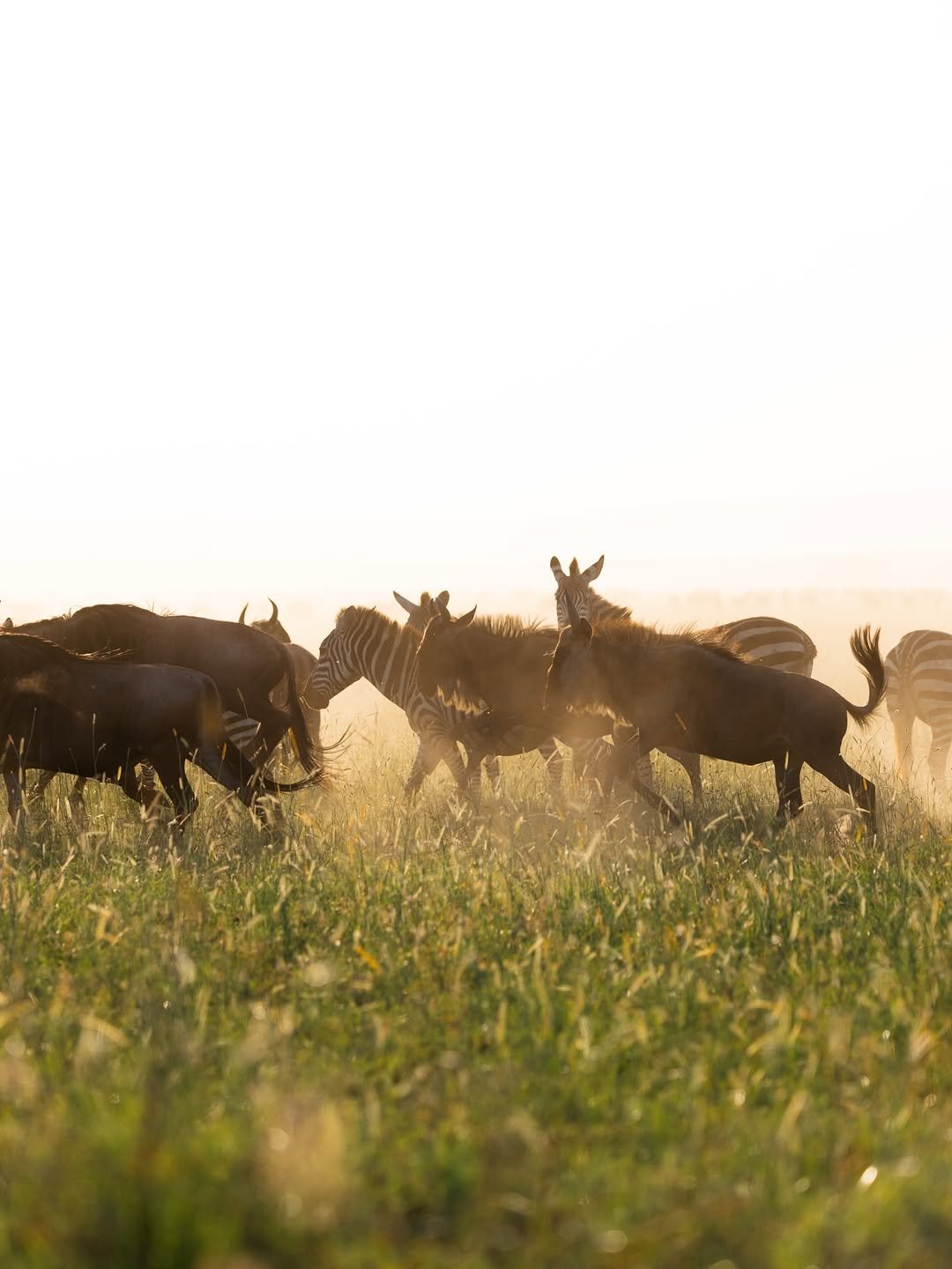 Serengeti National Park Tanzania