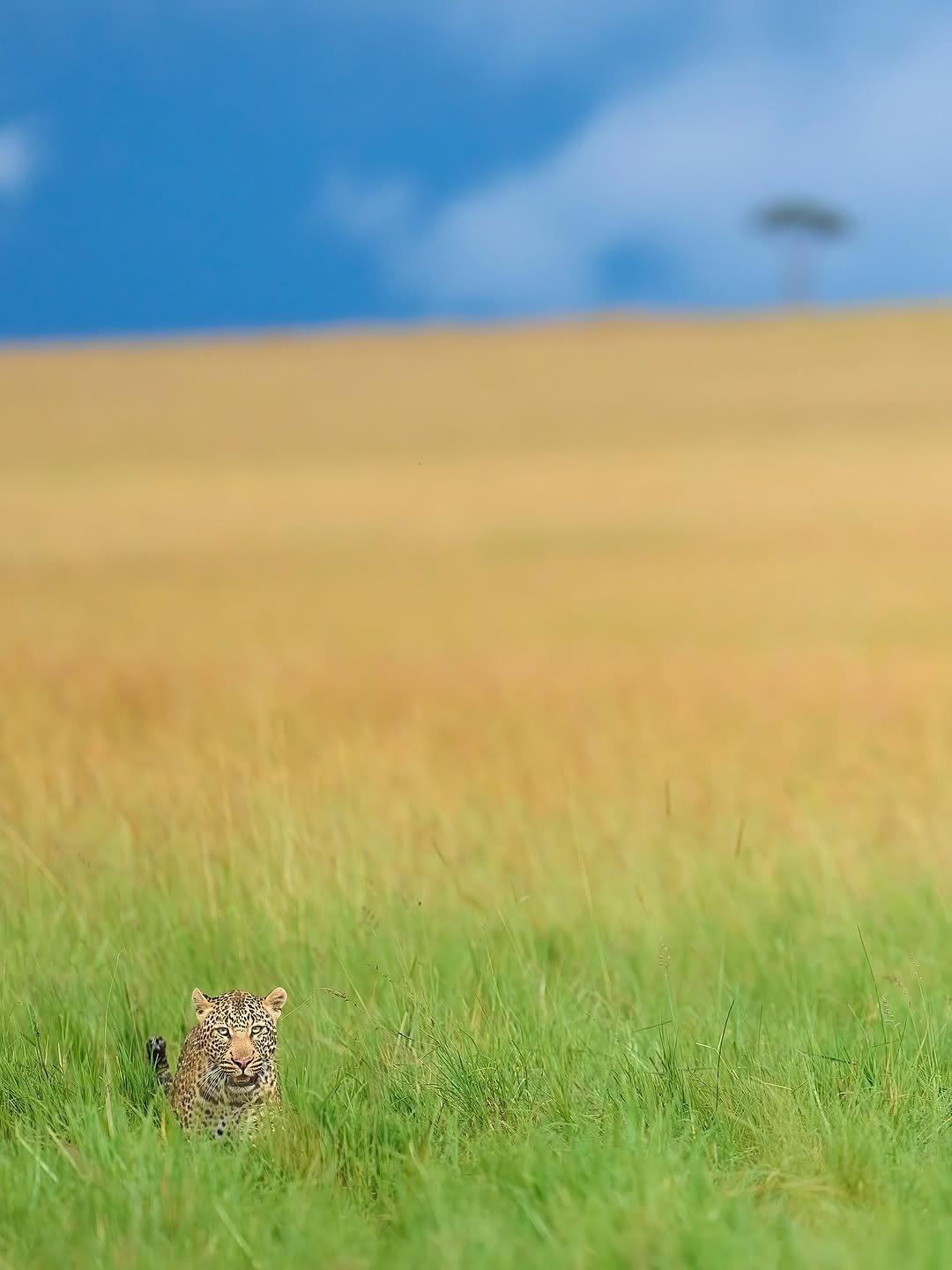 Serengeti National Park Tanzania