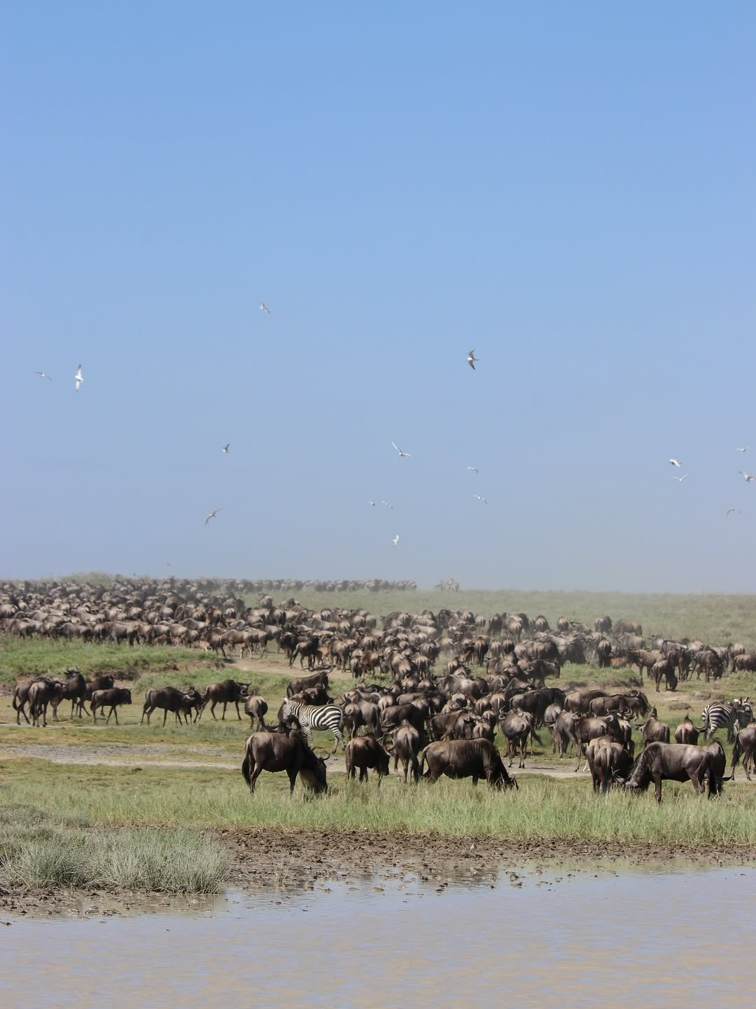 Maasai way
