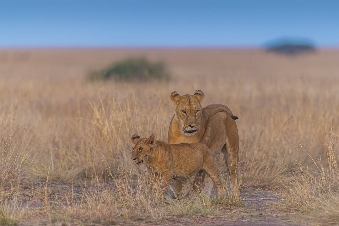 4 Days Tanzania Group Camping Safari