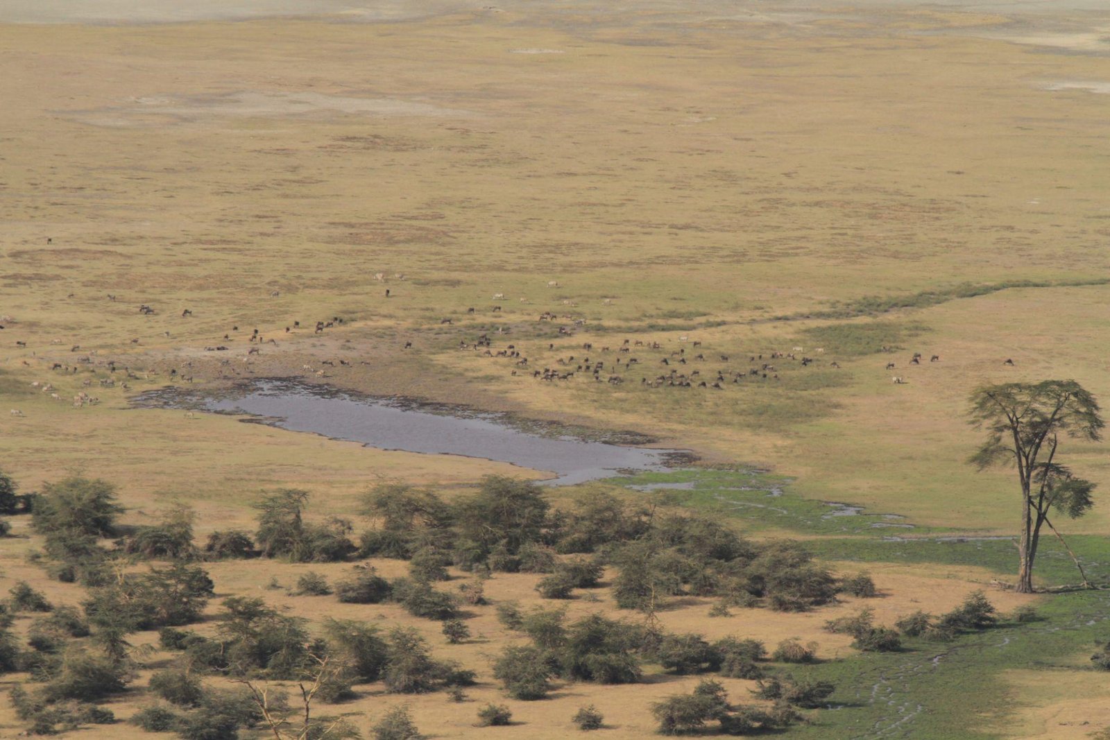 4 Days Tanzania Group Camping Safari