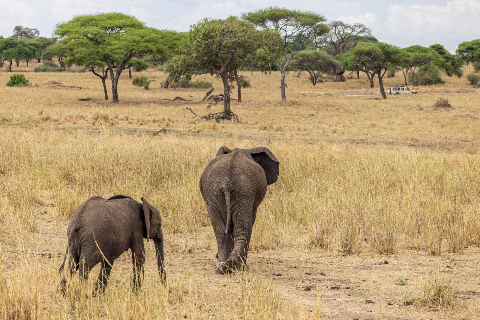 5 Days Camping Safari