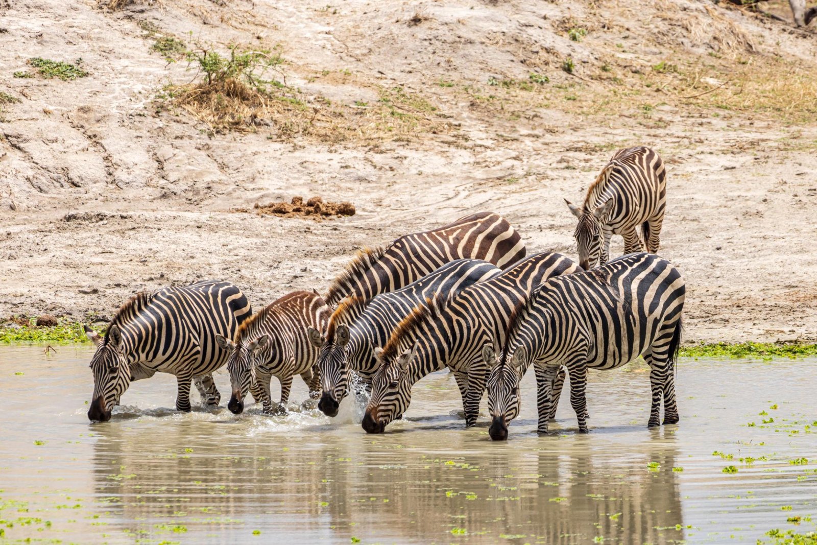 3 Days Best of Tanzania Safari