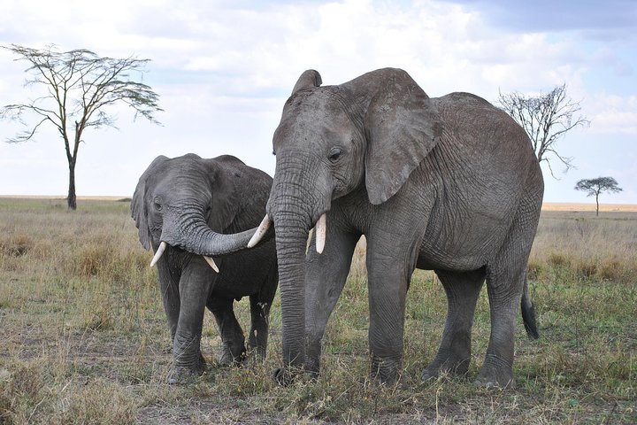 2 Days Tarangire & Ngorongoro Crater Safari