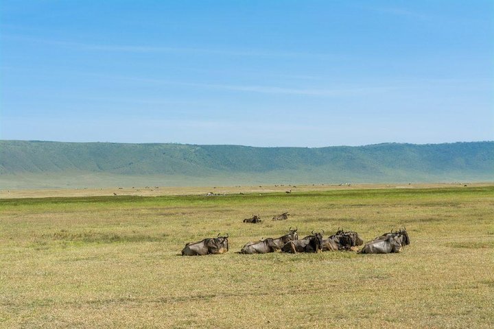 2 Days Tarangire & Ngorongoro Crater Safari