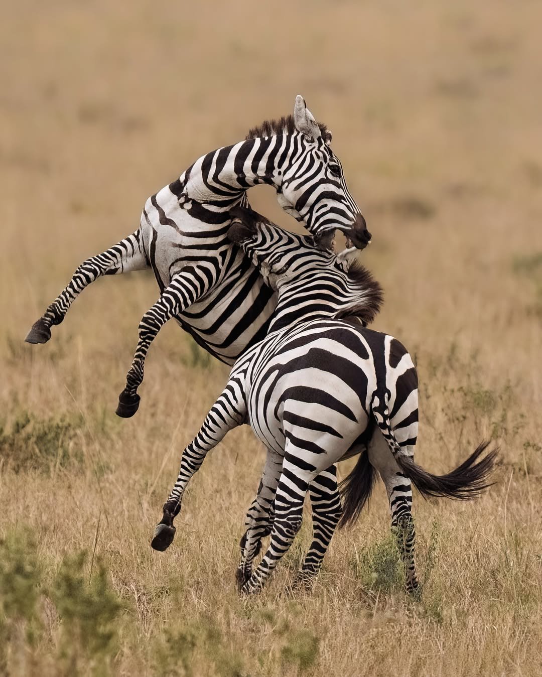 alex_mclean_wildlife-20260309-0001