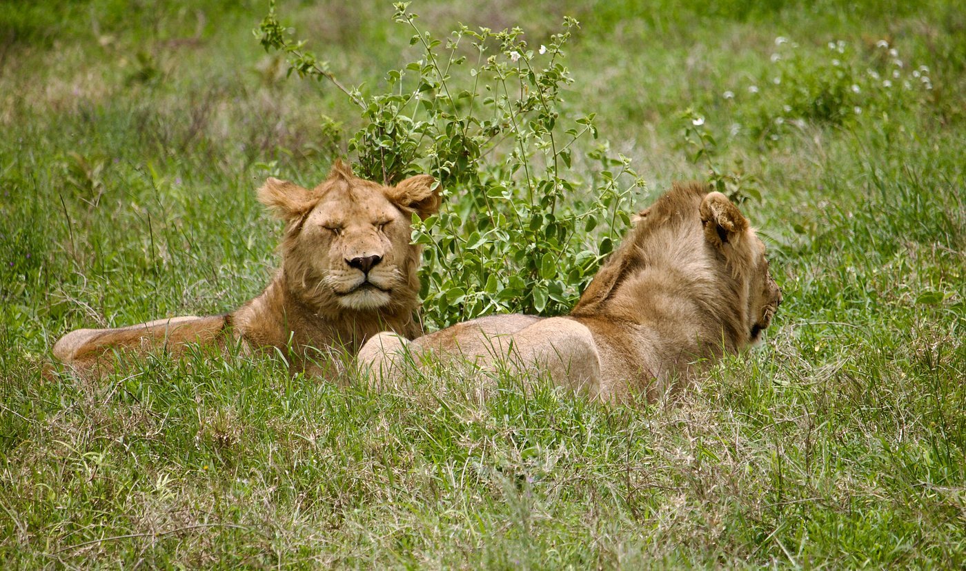 6 Days Tanzania Budget Camping Safari