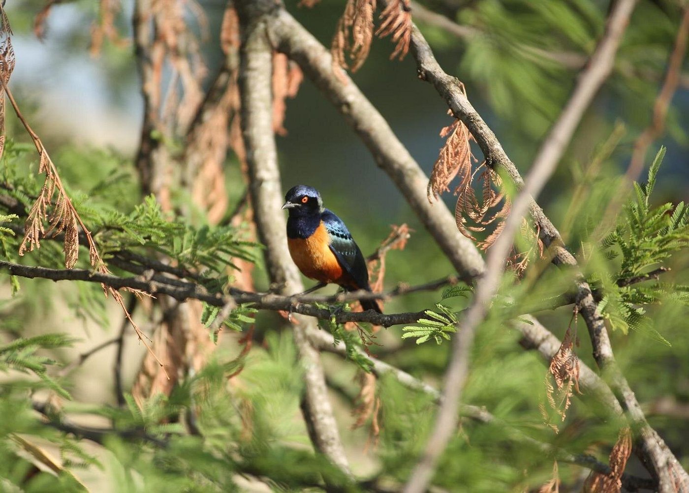 3 Days Best of Tanzania Safari