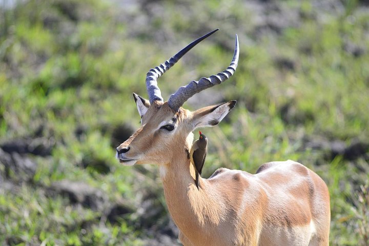 2 Days Tarangire & Ngorongoro Crater Safari
