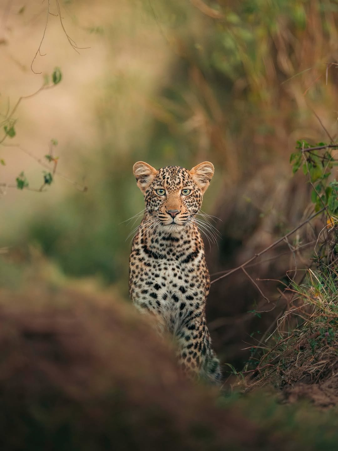 Serengeti National Park Tanzania