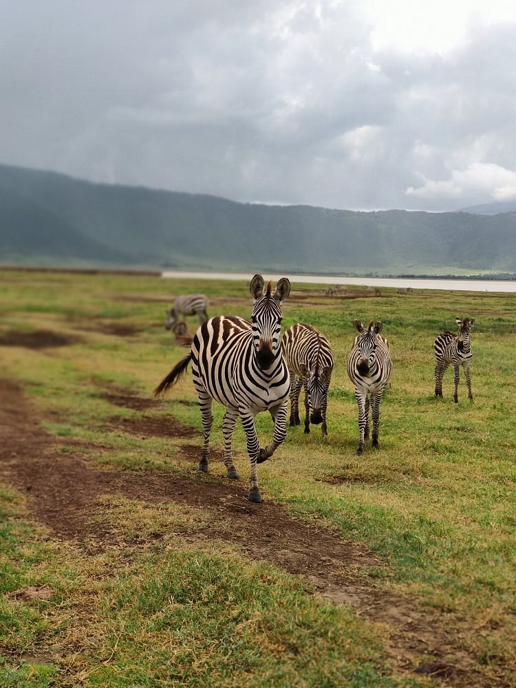 2 Days Tarangire & Ngorongoro Crater Safari