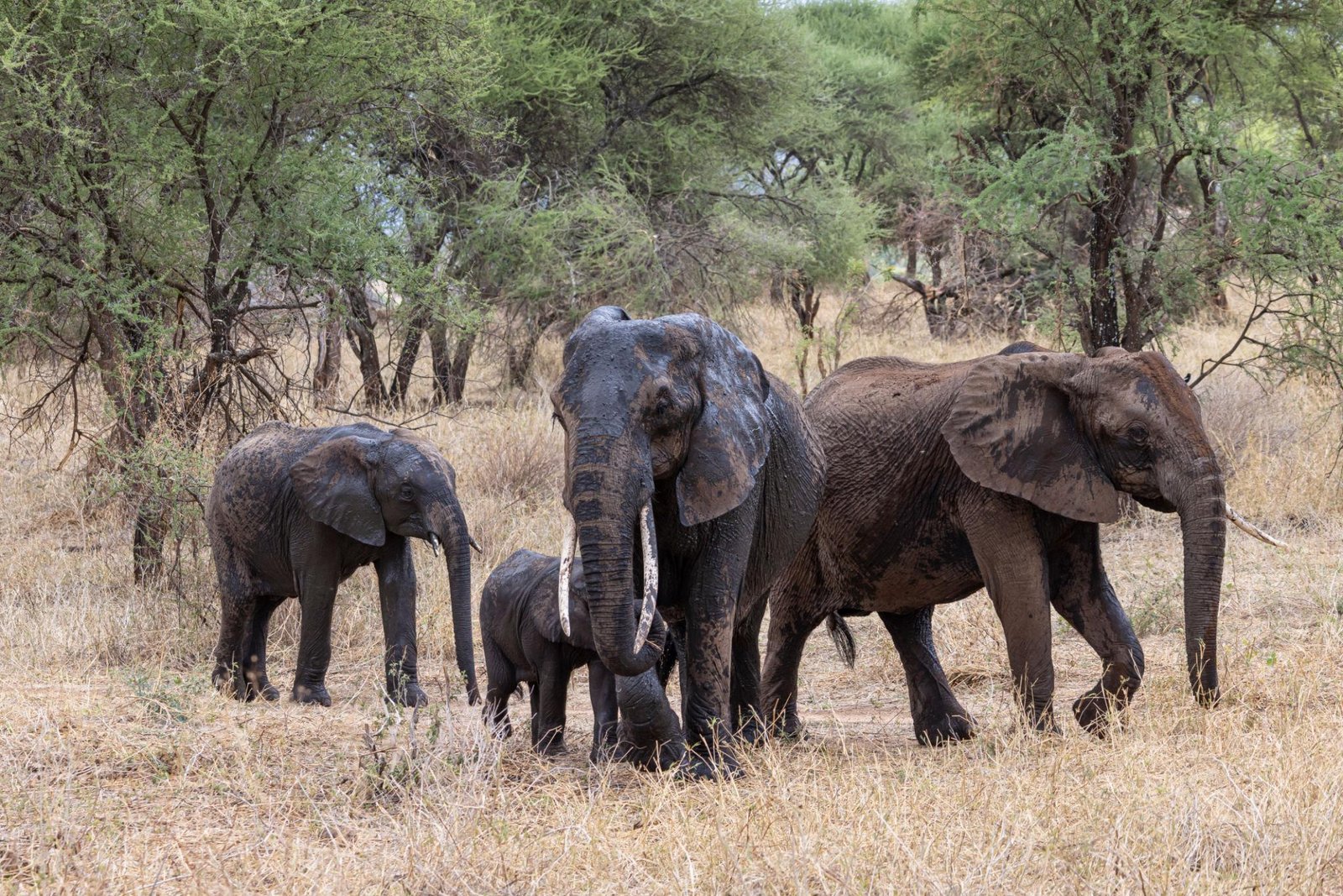 3 Days Best of Tanzania Safari