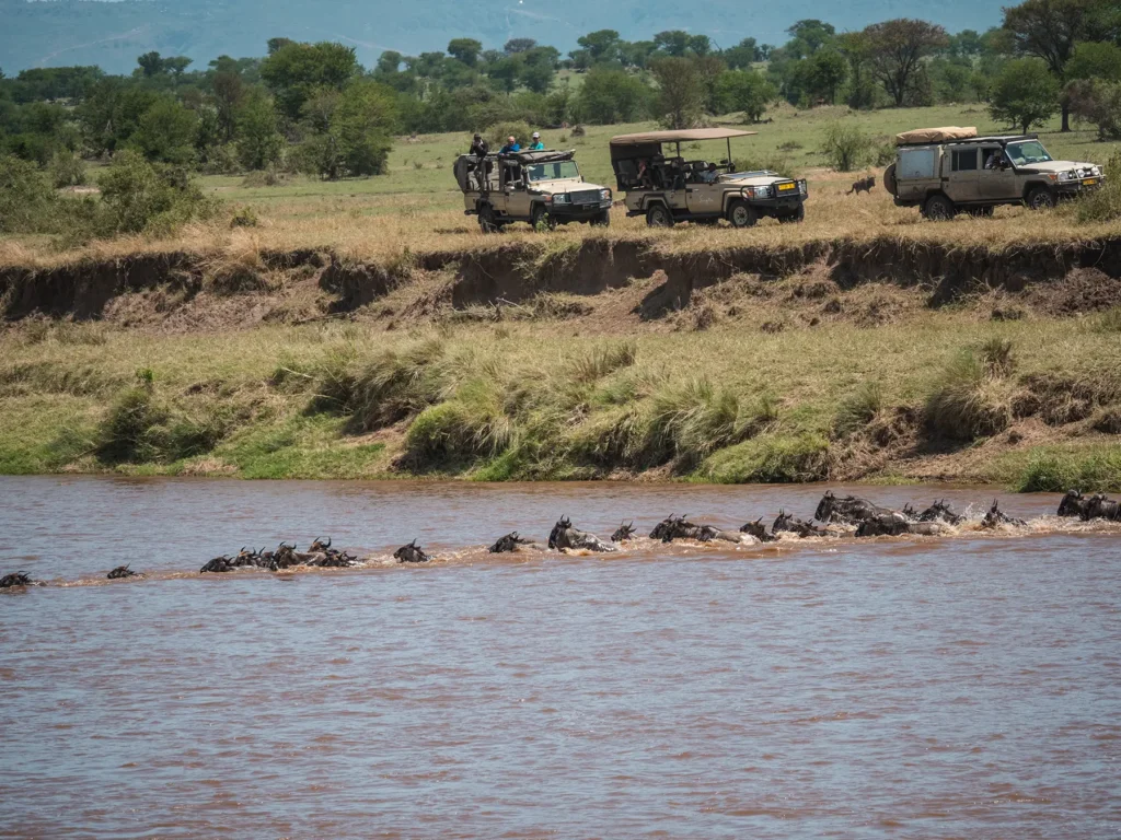 serengeti safari P1566309