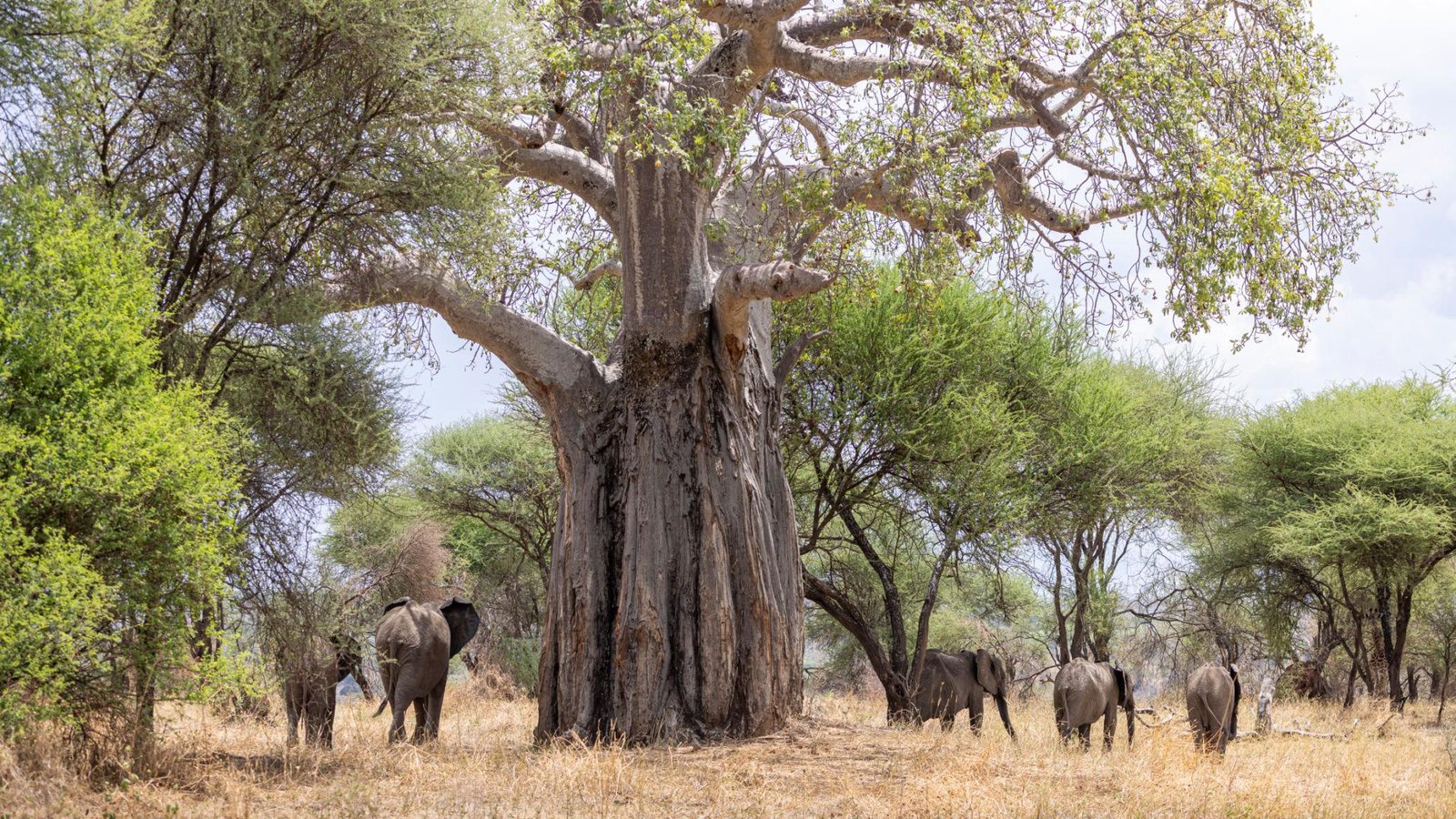 4 Days Tanzania Group Camping Safari