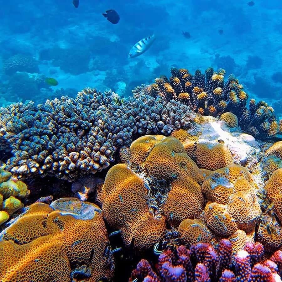 2 Days Zanzibar Island Tour